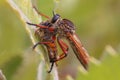 Robber or Assassin Fly