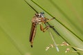 Robber or Assassin Fly