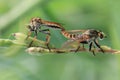 Robber Flies Asilidae species Mated