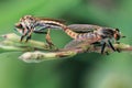 Robber Flies Asilidae species Mated