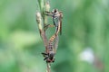 Robber Flies Asilidae species Mated