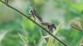 Robber Flies Asilidae species Mated