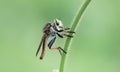 Robber Flies Asilidae species Mated