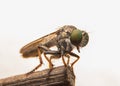 Robber flies