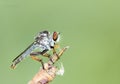 Robber flies Insecta : Diptera , Asilidae , A predator fly standing on a branch, sucking liquid from its prey against a light