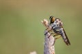 Robber flies (Insecta: Diptera: Asilidae) A predatory insect standing on a branch