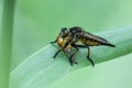 Robber  fliesInsects- Asilidae Royalty Free Stock Photo