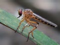 robber flies & x28;family Asilidae& x29;. Royalty Free Stock Photo
