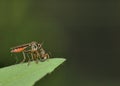 Robber Fly Royalty Free Stock Photo