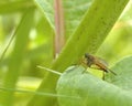 Robber Fly Royalty Free Stock Photo