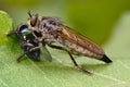 Robber fly Royalty Free Stock Photo