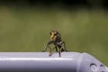 Robber Fly Royalty Free Stock Photo