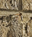 Robber Fly. Also known as an Assassin Fly