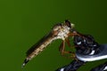 The robber fly Asilidae or assassin fly