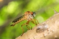 Robber fly Asilidae or assassin fly on tree brach looking for prey