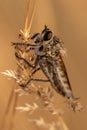 Robber-fly close up Royalty Free Stock Photo