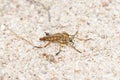 Robber Fly Asilidae Lying in Wait on Rocky Soil in Eastern Colorado