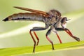 A robber-fly Asilidae prey on various insects. Royalty Free Stock Photo