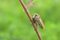 The robber fly or Asilidae was eating its prey on the branch of a grumble Royalty Free Stock Photo