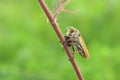 The robber fly or Asilidae was eating its prey on the branch of a grumble