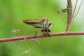 The robber fly or Asilidae was eating its prey on the branch of a grumble