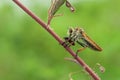 The robber fly or Asilidae was eating its prey on the branch of a grumble Royalty Free Stock Photo