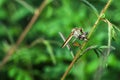 The robber fly or Asilidae was eating its prey on the branch of a grumble