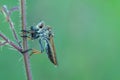 The robber fly or Asilidae was eating its prey on the branch of a grumble