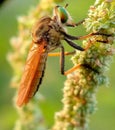 Robber fly assassin fly Royalty Free Stock Photo