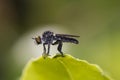 Robber fly or assassin fly (asilidae) resting on a leaf