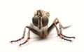Robber fly Asilidae
