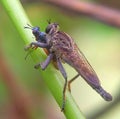 Robber fly assassin fly hunting mood Royalty Free Stock Photo