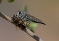 Robber Fly with Bee in Dramatic Light, Macro Photography Royalty Free Stock Photo