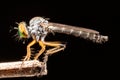 Robber fly on a black background. Macro. Shallow depth of field