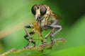 robber fly breakfast