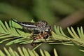 A Robber Fly catching and eating a honey bee. Royalty Free Stock Photo