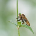 Robber fly climbing up a plant Royalty Free Stock Photo