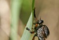 Robber Fly Clinging to Blade ofGrass - Macro