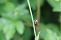 Robber Fly Clinging to Stem of Plant Royalty Free Stock Photo