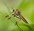 Robber fly close range Royalty Free Stock Photo