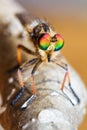 Robber fly close up Royalty Free Stock Photo