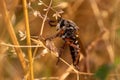 Robber-fly close up Royalty Free Stock Photo