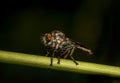 Close-Up of the beautiful Robber Fly Royalty Free Stock Photo