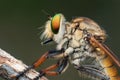 Robber fly close up photo Royalty Free Stock Photo