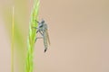 robber fly Royalty Free Stock Photo
