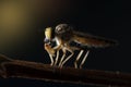 The Robber fly close up in Thailand. Royalty Free Stock Photo