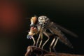 The Robber fly close up in Thailand. Royalty Free Stock Photo