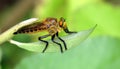 Robber fly the common name