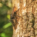 Robber fly eating its meal Royalty Free Stock Photo