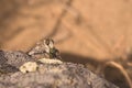 Robber Fly Eating its Prey Royalty Free Stock Photo